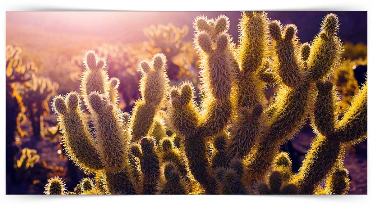 Cactus Yetiştiriciliği Kursu 