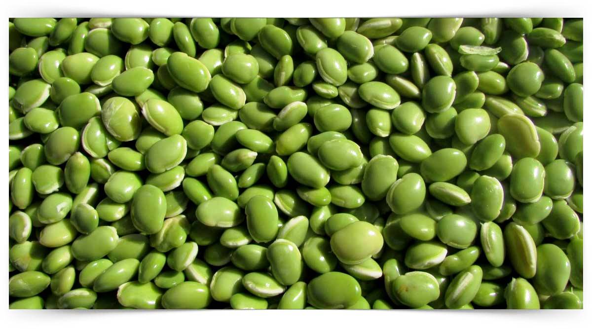 Fasulye Ve Börülce Yetiştiriciliği Kursu 