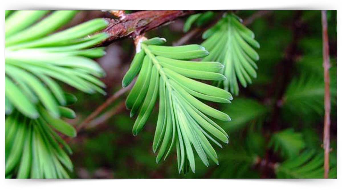 Taxodiaceae Familyası Yetiştiriciliği Kursu 